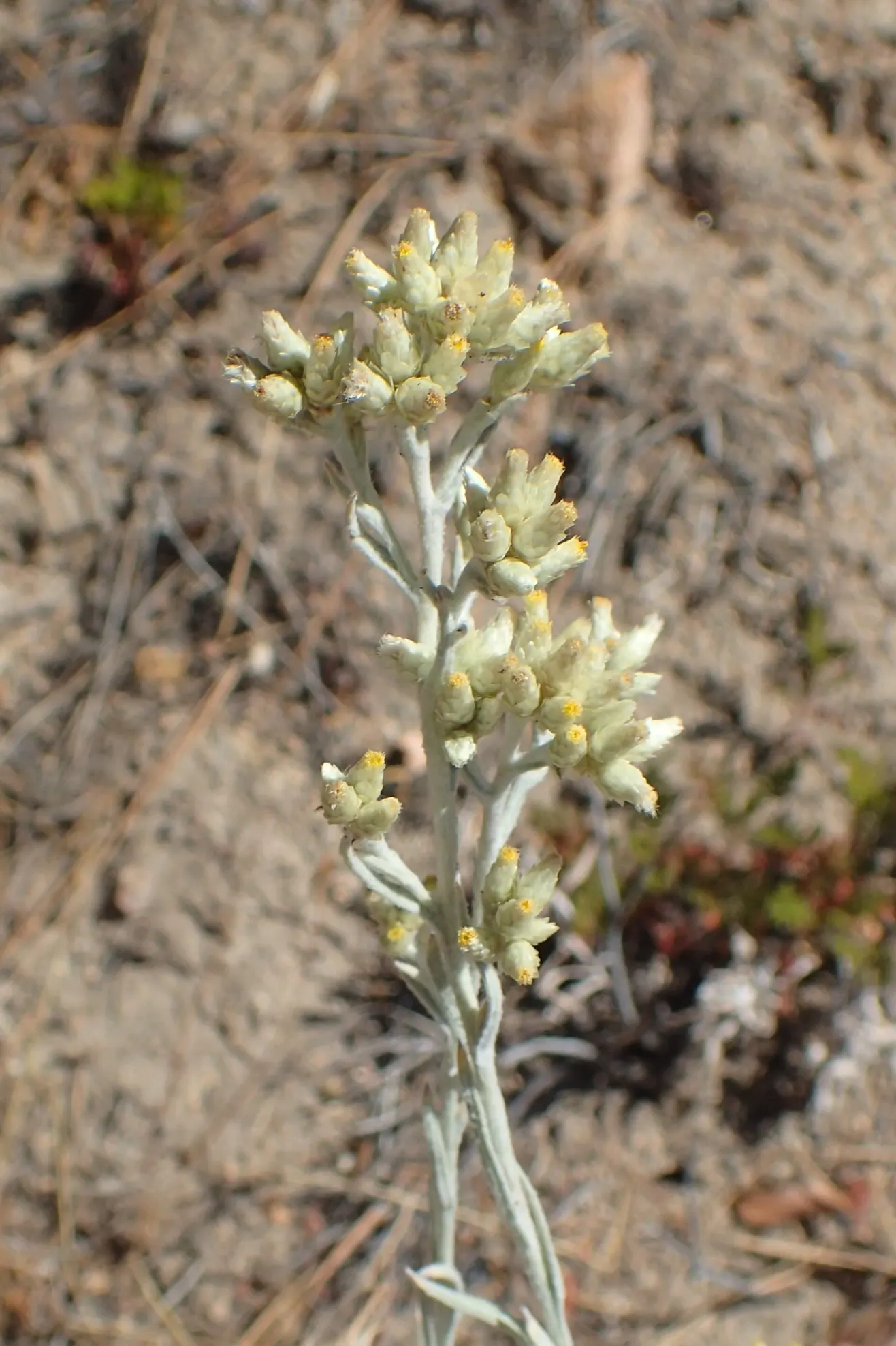 Wright's Cudweed (Pseudognaphalium Microcephalum) — this subtle beauty thrives in well-drained