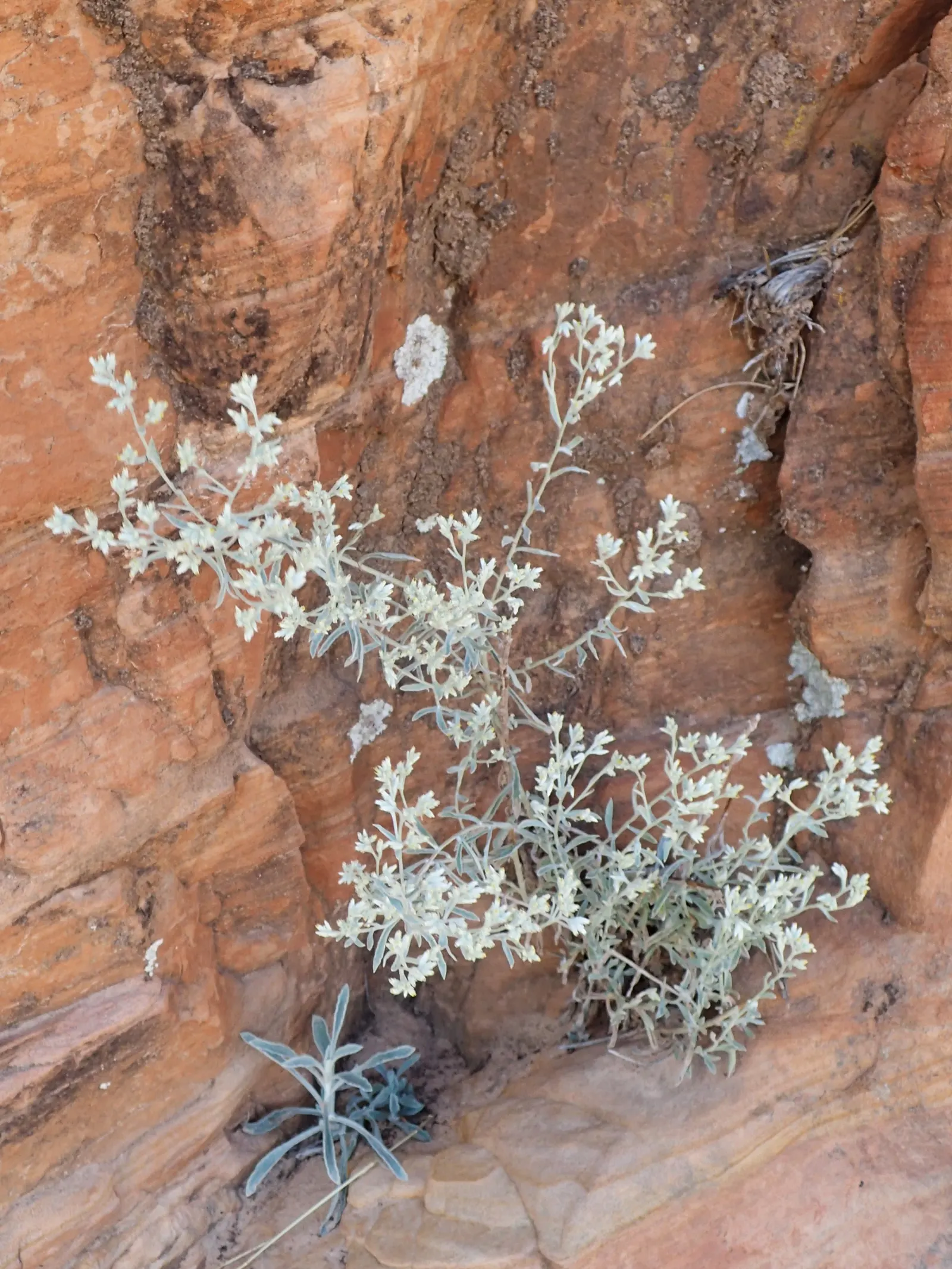 Wright's Cudweed (Pseudognaphalium Microcephalum) — making it an excellent choice for ground cover or for mass planting in rock gardens