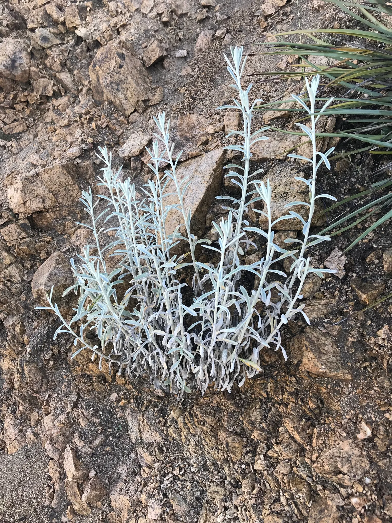 Wright's Cudweed (Pseudognaphalium Microcephalum) — serene palette to your landscape design