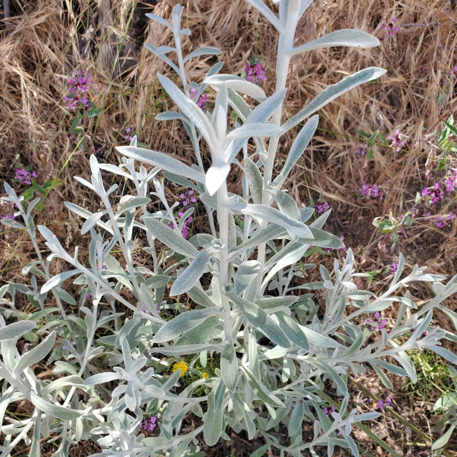 Wright's Cudweed (Pseudognaphalium Microcephalum) — Thriving in USDA zones 7-10, it prefers full to partial sun and well-drained soils