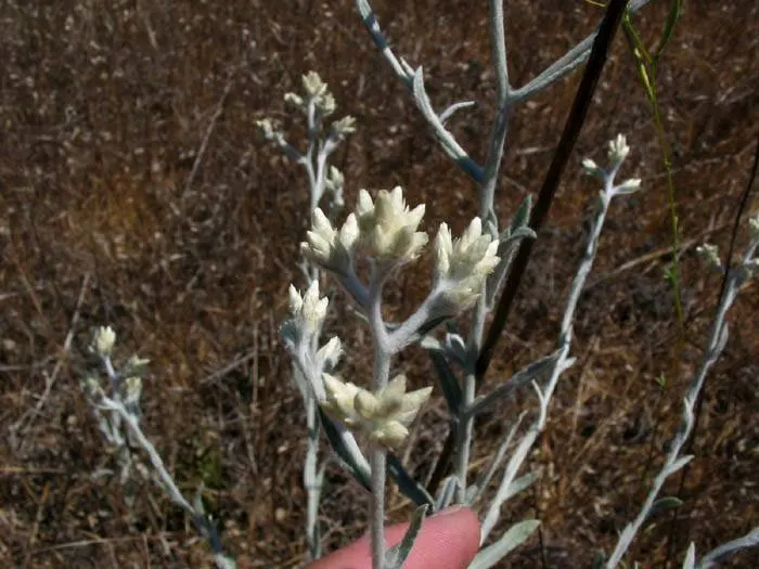 Wright's Cudweed (Pseudognaphalium Microcephalum) — It typically grows to a height of 1-2 feet and spreads up to 1 foot wide