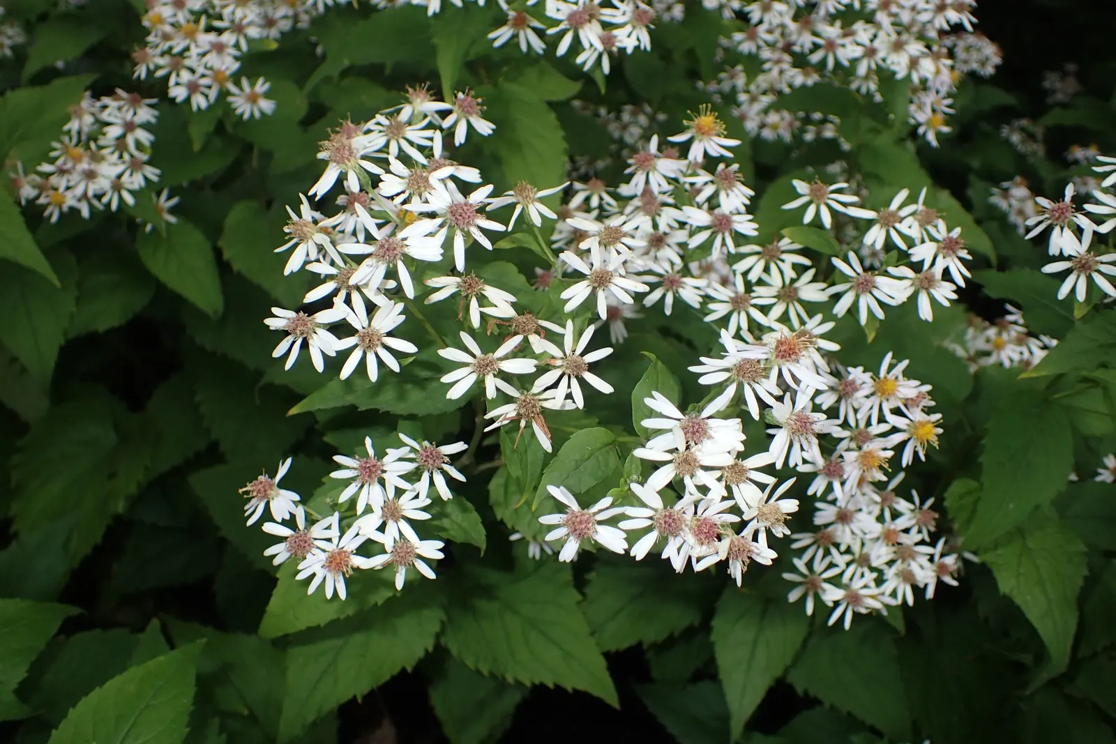 Big Leaf Aster (Aster Macrophyllus) — lavender-to-blue flowers measuring up to 1.5 inches across with yellow centers