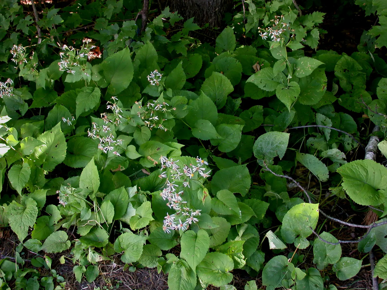 Big Leaf Aster (Aster Macrophyllus) — Its robust foliage and fall blossoms provide a striking texture and color contrast amongst ferns; it prefers moist