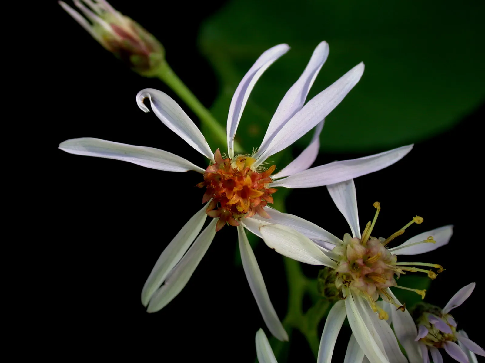 Big Leaf Aster (Aster Macrophyllus) — take note of its natural woodland habitat and replicate these conditions for optimal growth; is a perennial, image 67