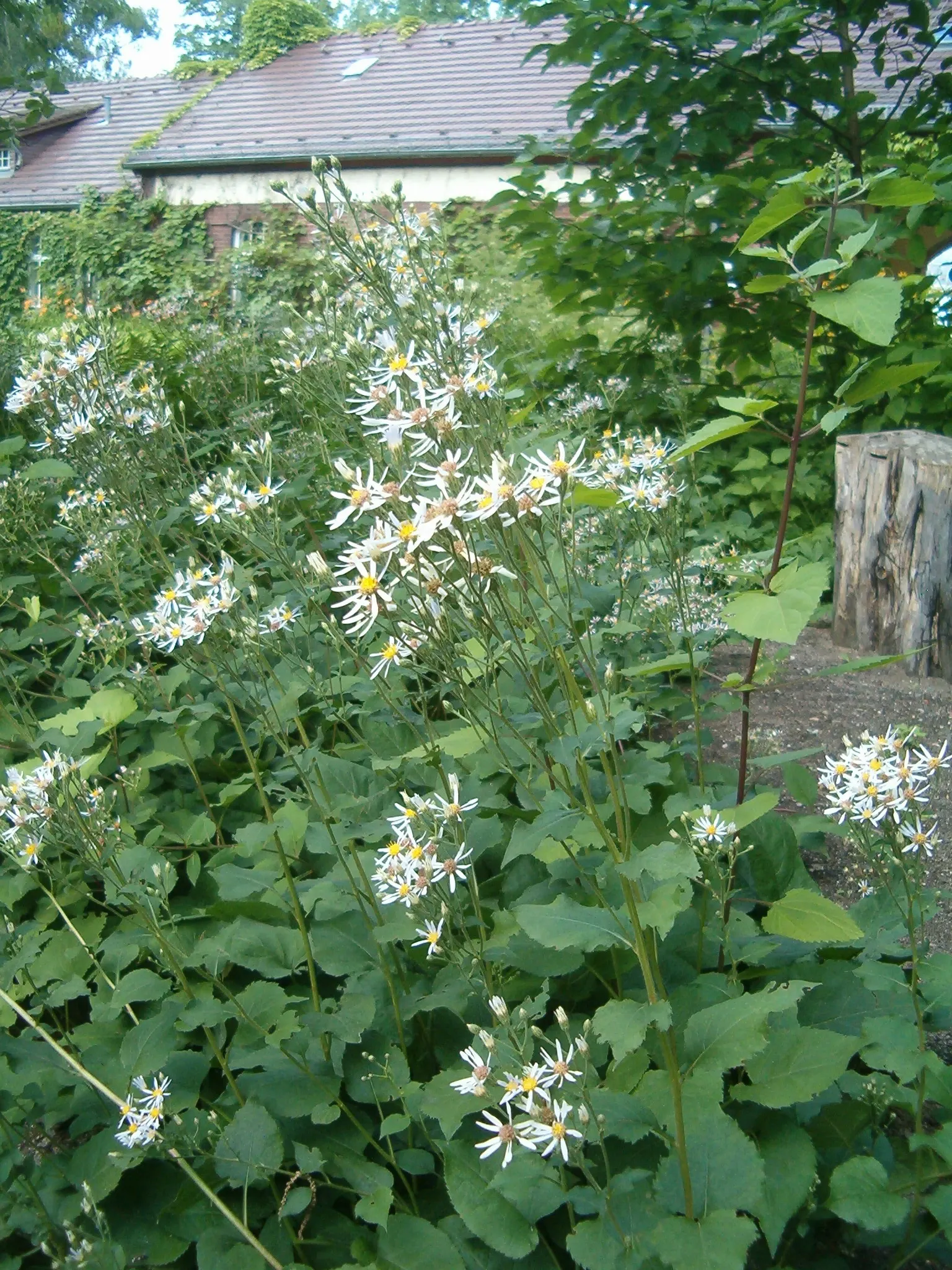 Big Leaf Aster (Aster Macrophyllus) — commonly referred to as Large-leaved Aster or Aster macrophyllus
