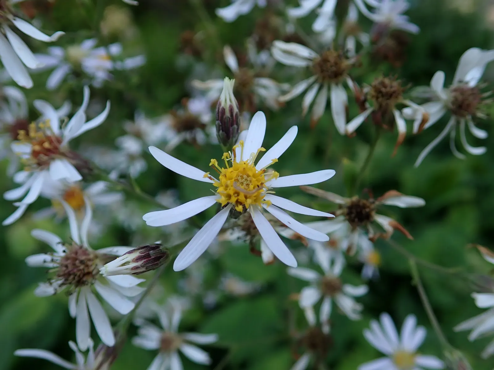 Big Leaf Aster (Aster Macrophyllus) — The bloom period occurs in late summer to fall; perennial with white blooms, image 62