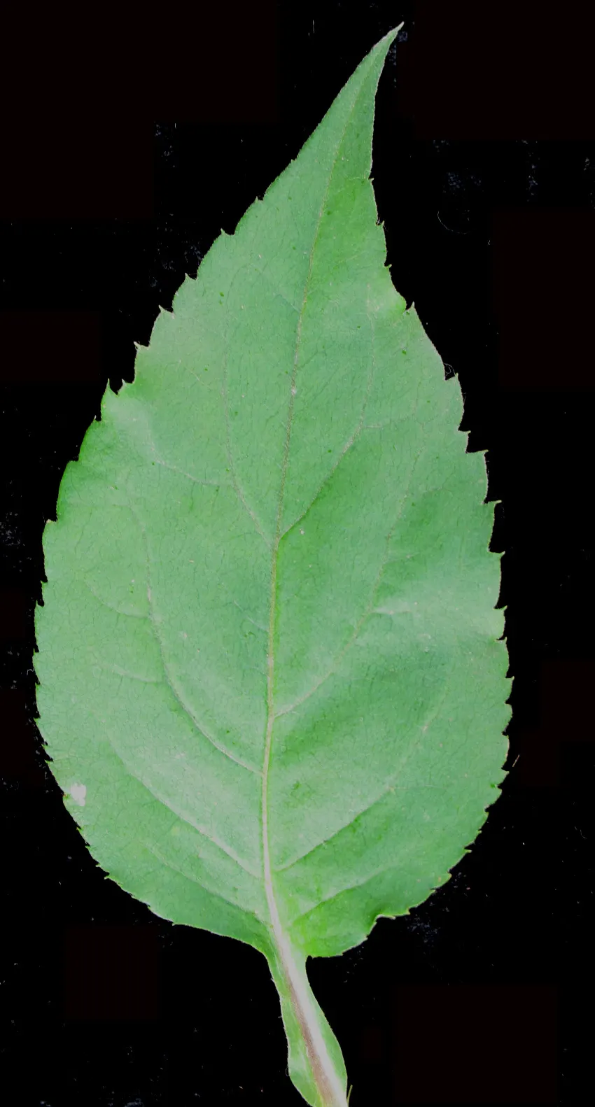 Big Leaf Aster (Aster Macrophyllus) — The Big Leaf Aster (Symphyotrichum macrophyllum)