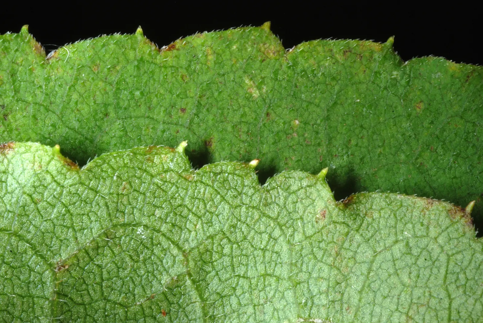 Big Leaf Aster (Aster Macrophyllus) — growing 1-3 feet tall with a similar spread