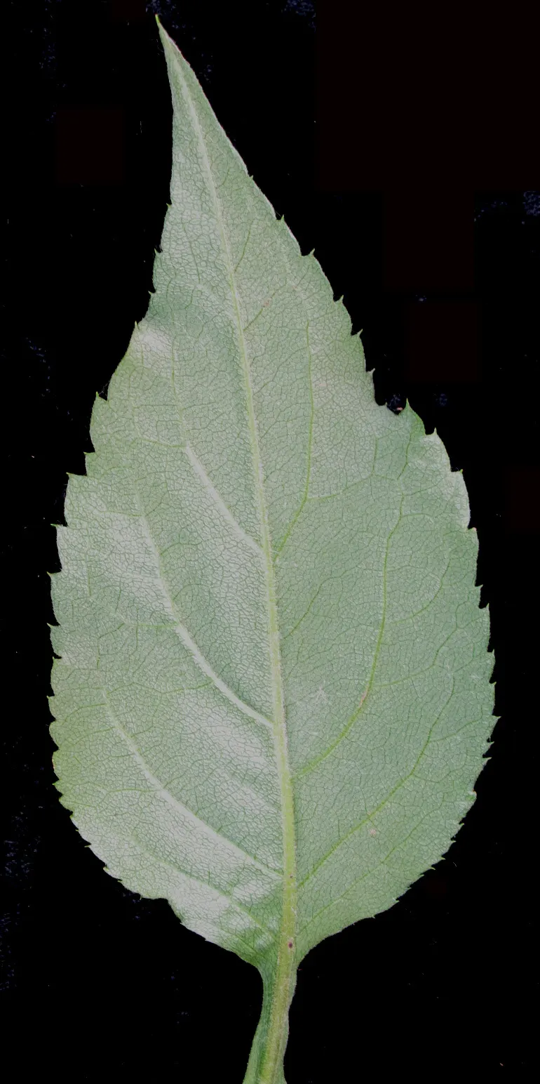 Big Leaf Aster (Aster Macrophyllus) — and other shade-loving plants; perennial for half or shade