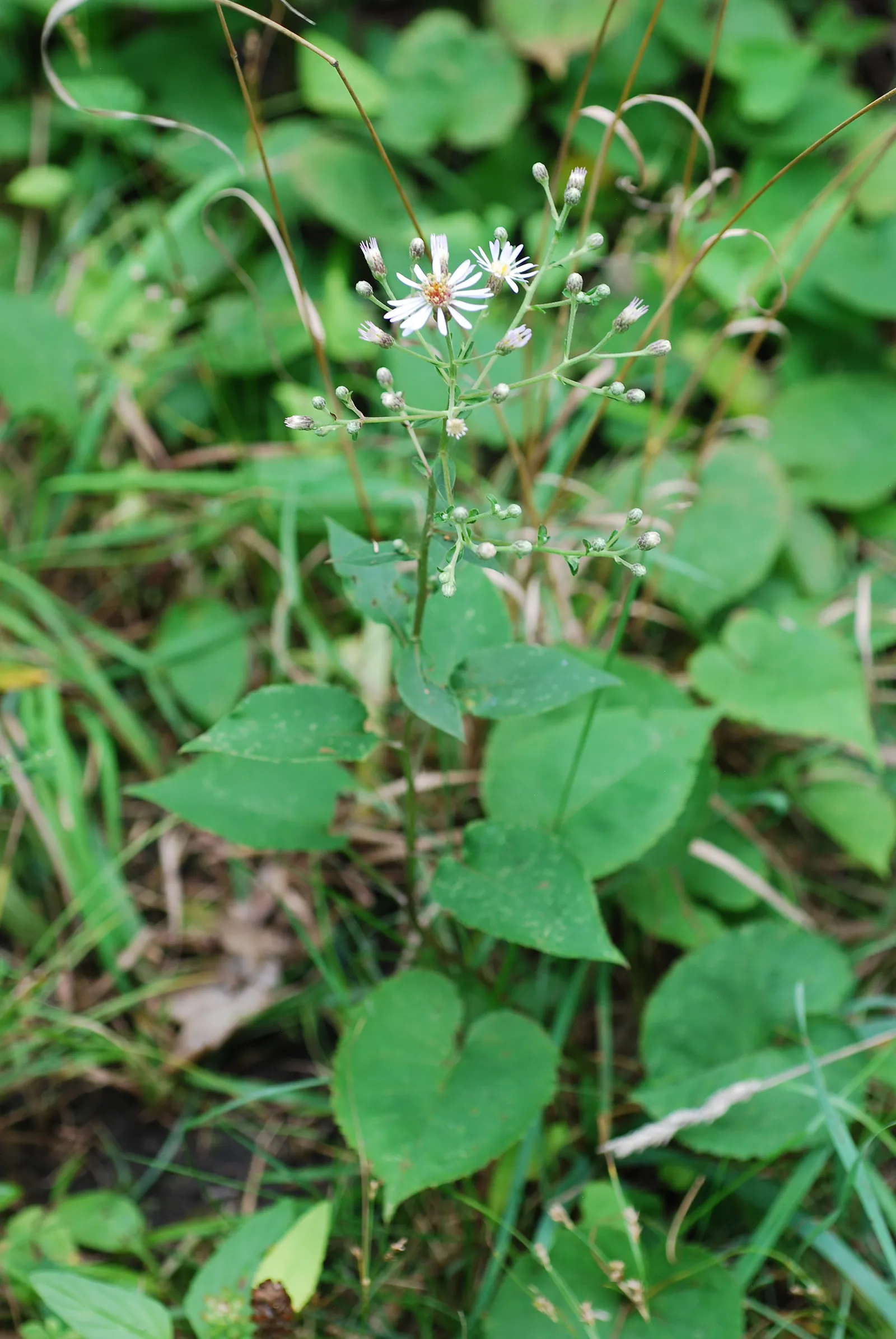 Big Leaf Aster (Aster Macrophyllus) — is a perennial native to the eastern and central regions of North America; take note of its natural woodland habitat and