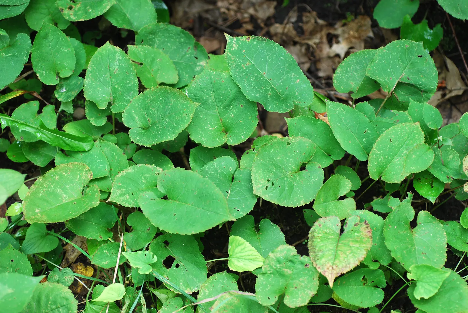 Big Leaf Aster (Aster Macrophyllus) — growing 1-3 feet tall with a similar spread; the Big Leaf Aster (Symphyotrichum macrophyllum), image 53