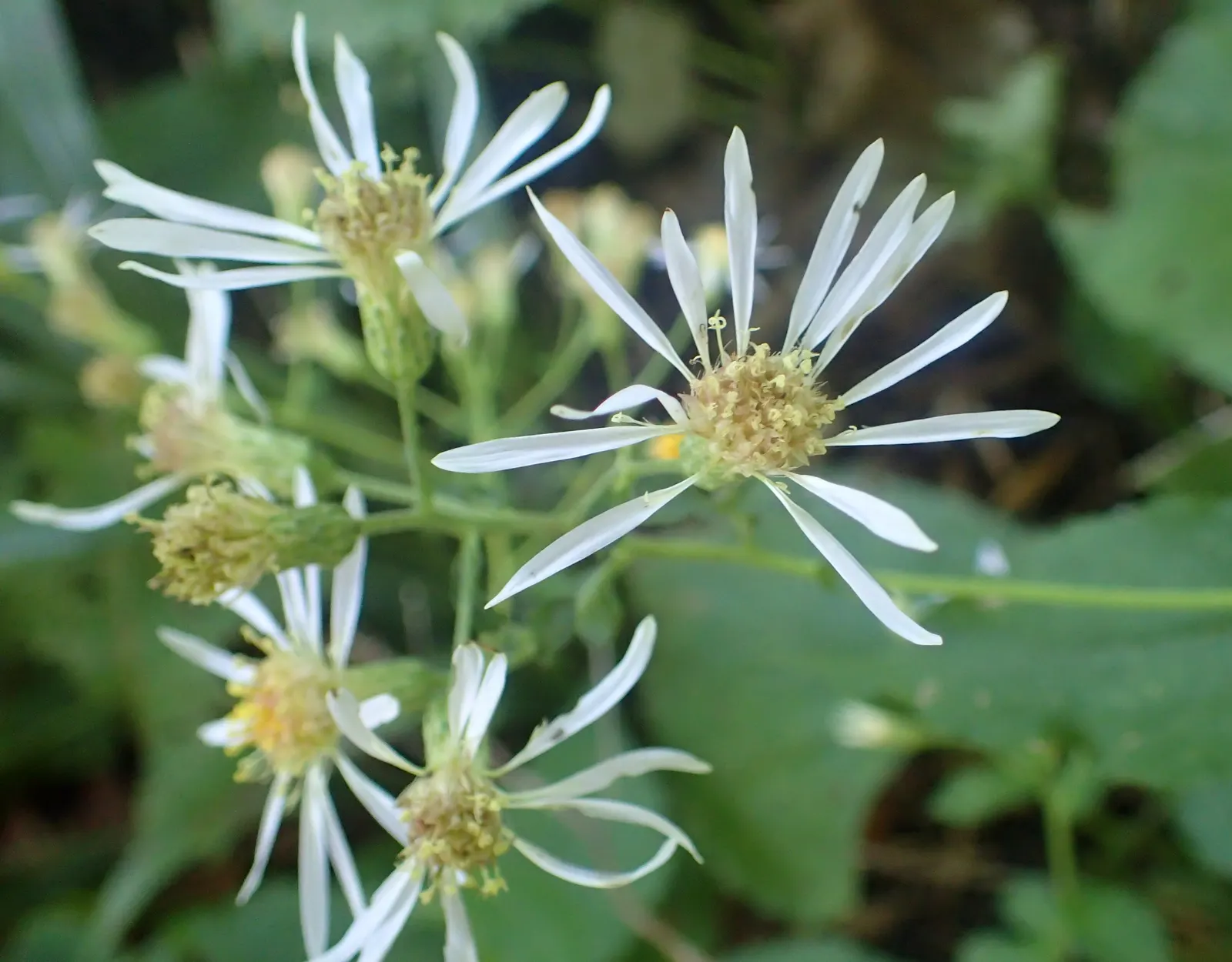 Big Leaf Aster (Aster Macrophyllus) — white flowers in the garden