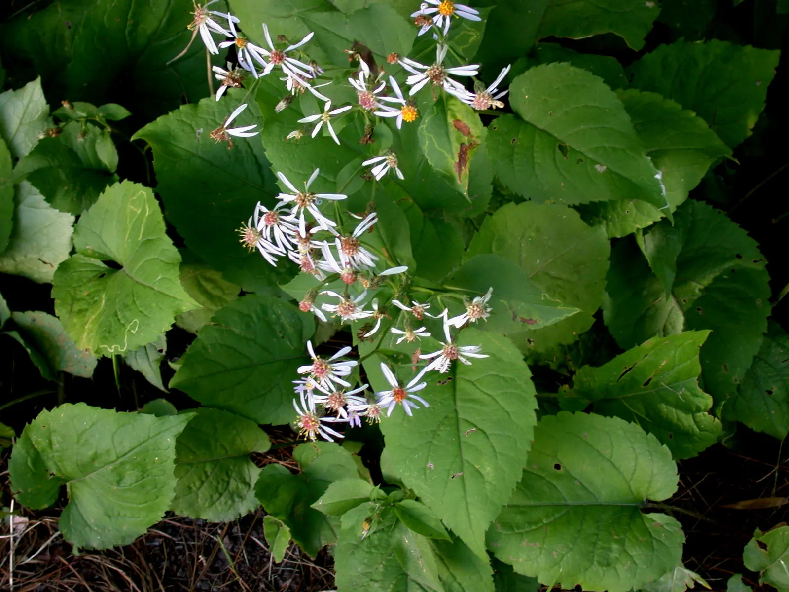 Big Leaf Aster (Aster Macrophyllus) — Its robust foliage and fall blossoms provide a striking texture and color contrast amongst ferns
