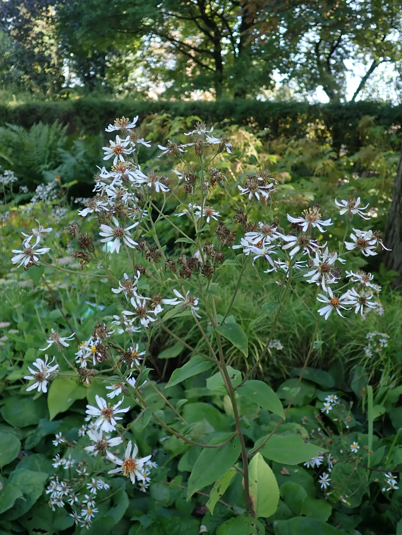 Big Leaf Aster (Aster Macrophyllus) — and other shade-loving plants; perennial for half or shade, image 69