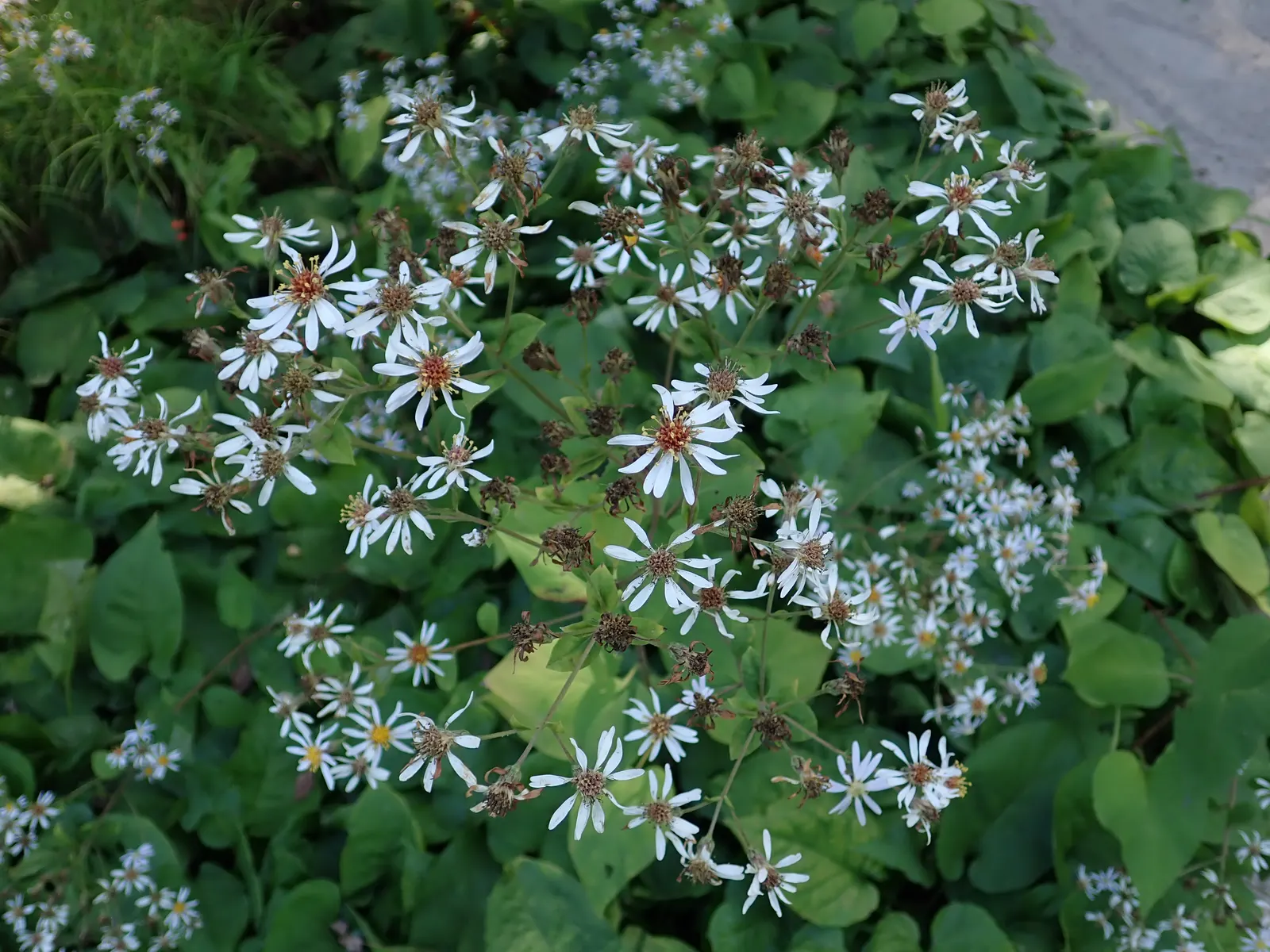Big Leaf Aster (Aster Macrophyllus) — this woodland aster features lavender-blue flowers spanning 1-2 inches across