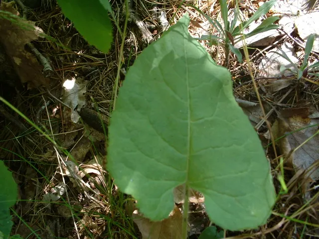 Big Leaf Aster (Aster Macrophyllus) — It prefers moist, well-drained soil with high organic content, thriving in part-shade to full-shade conditions; its