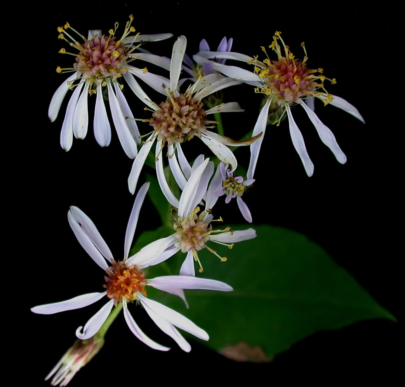 Big Leaf Aster (Aster Macrophyllus) — is a perennial native to the eastern and central regions of North America