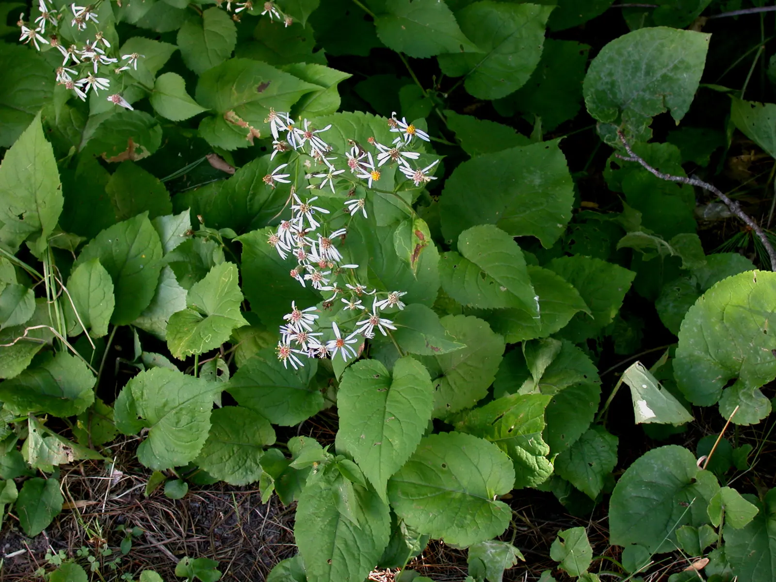 Big Leaf Aster (Aster Macrophyllus) — white flowers in the garden; attracts butterflies and supports pollinators in naturalistic or woodland garden, image 70