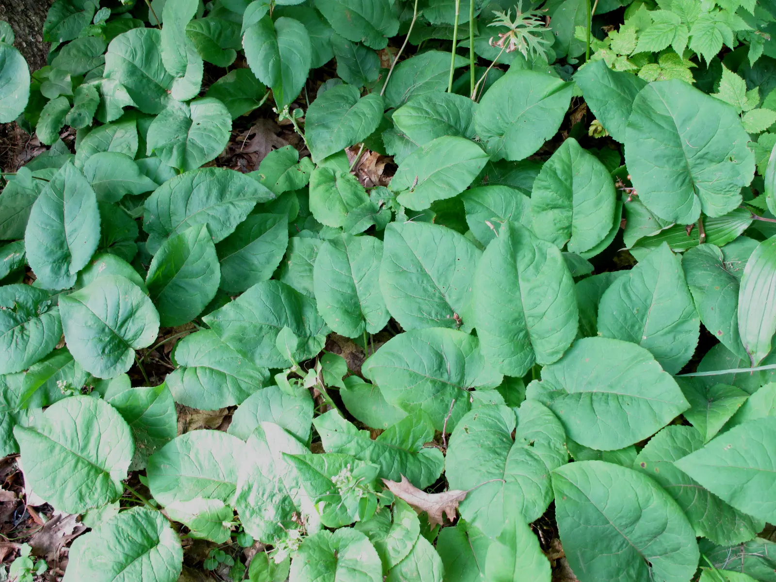 Big Leaf Aster (Aster Macrophyllus) — take note of its natural woodland habitat and replicate these conditions for optimal growth