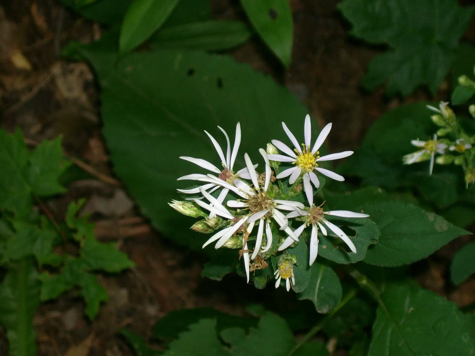 Big Leaf Aster (Aster Macrophyllus) — offering a groundcover option and autumn interest
