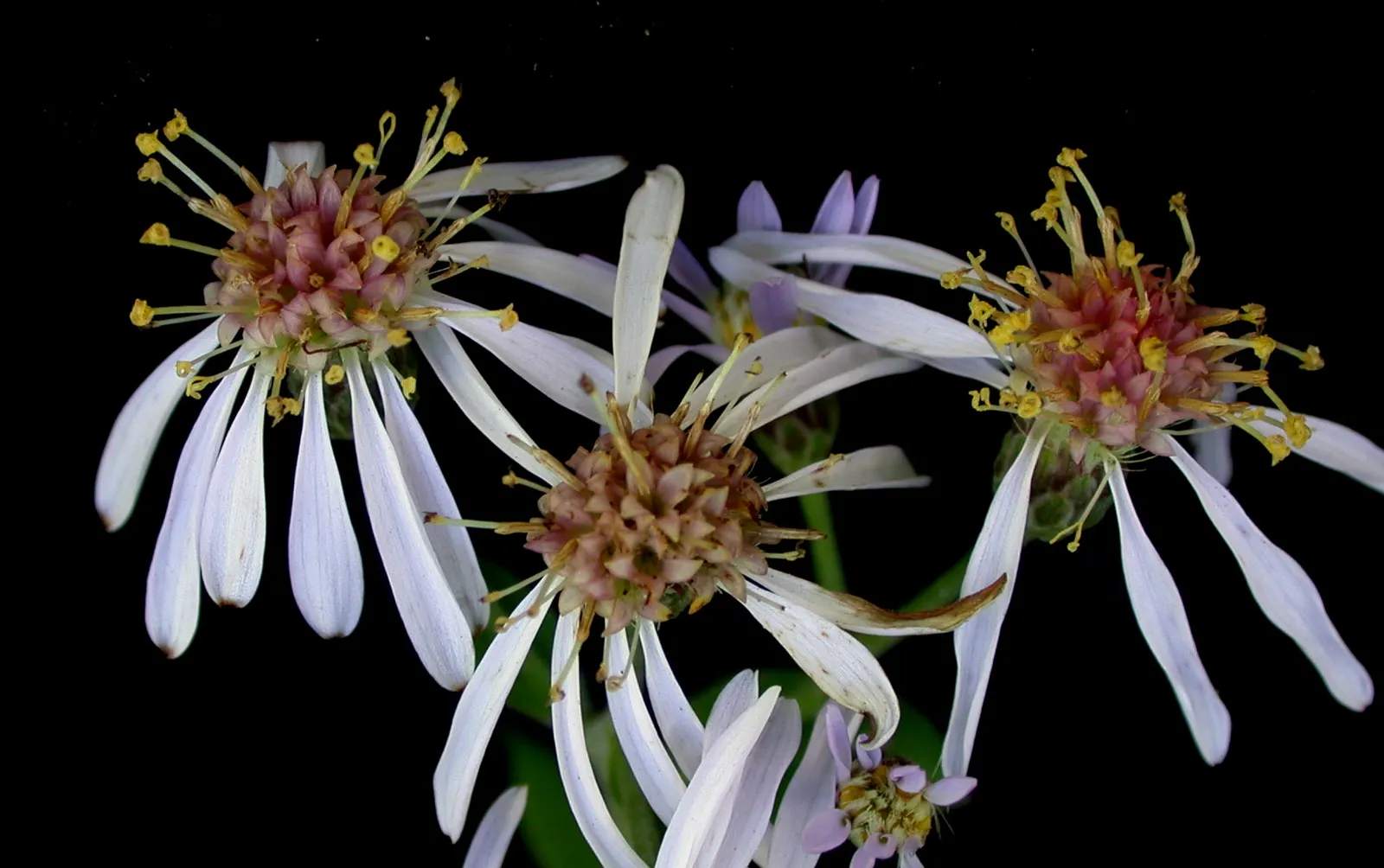 Big Leaf Aster (Aster Macrophyllus) — lavender-to-blue flowers measuring up to 1.5 inches across with yellow centers; big Leaf Aster forms an, image 61