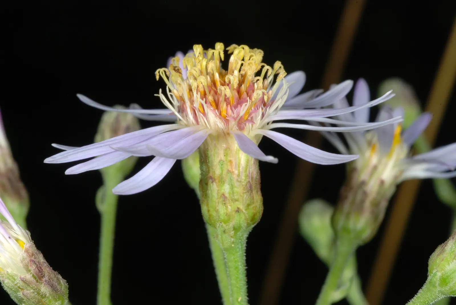Big Leaf Aster (Aster Macrophyllus) — white flowers in the garden; attracts butterflies and supports pollinators in naturalistic or woodland garden settings