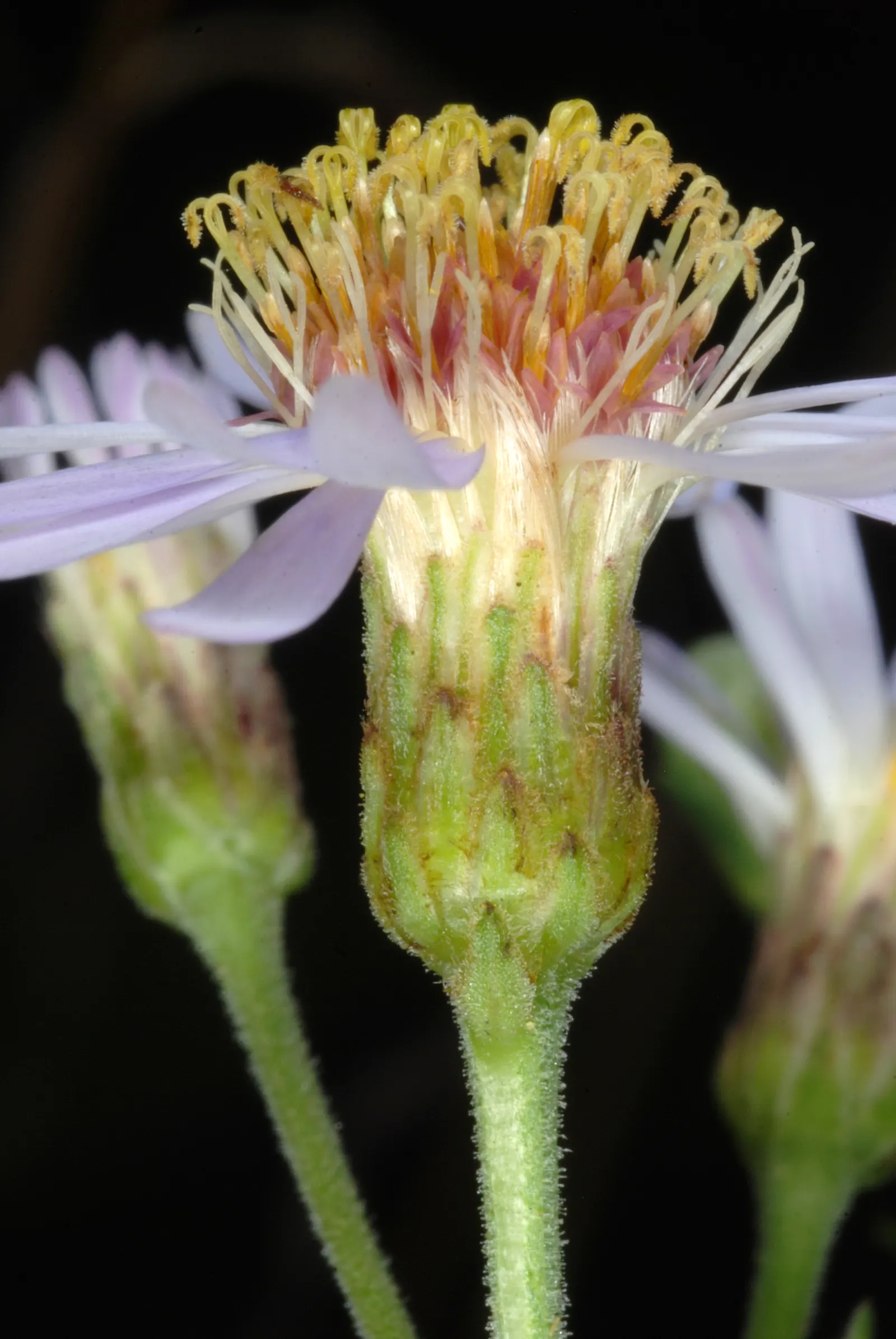 Big Leaf Aster (Aster Macrophyllus) — perennial with white blooms