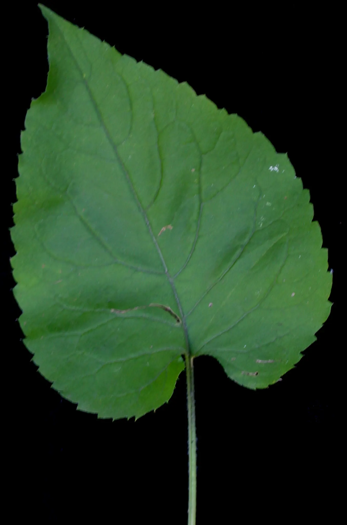 Big Leaf Aster (Aster Macrophyllus) — which can span up to 8 inches in width; commonly referred to as Large-leaved Aster or Aster macrophyllus