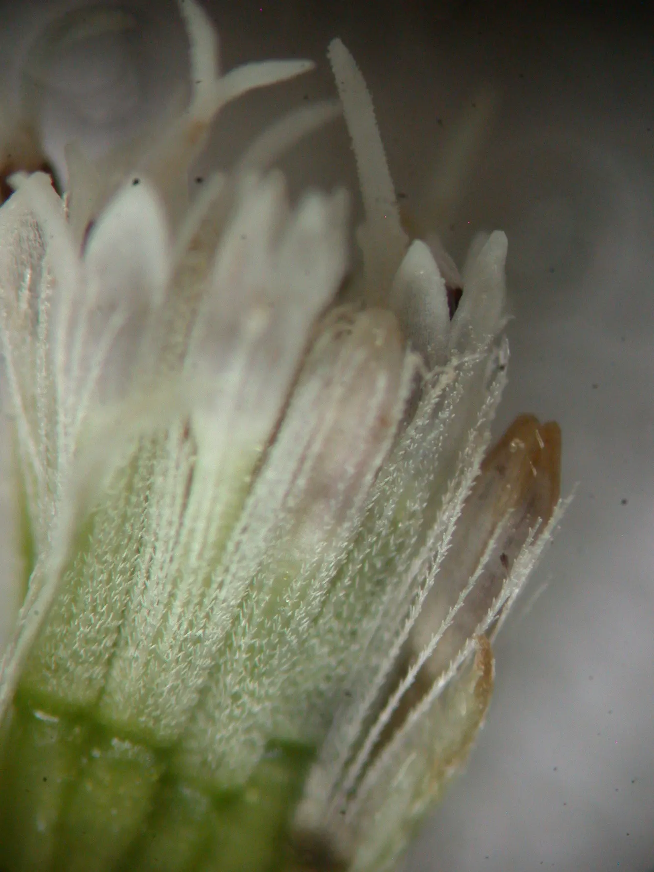 Big Leaf Aster (Aster Macrophyllus) — The Big Leaf Aster (Symphyotrichum macrophyllum); growing 1-3 feet tall with a similar spread