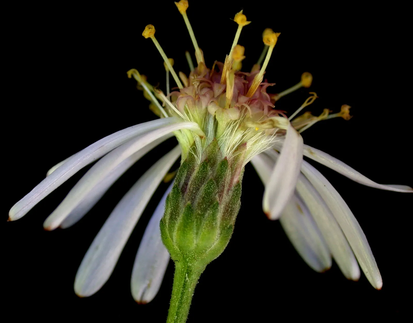 Big Leaf Aster (Aster Macrophyllus) — blooming late summer to fall; big Leaf Aster (Aster macrophyllus) is a North American native perennial, image 52