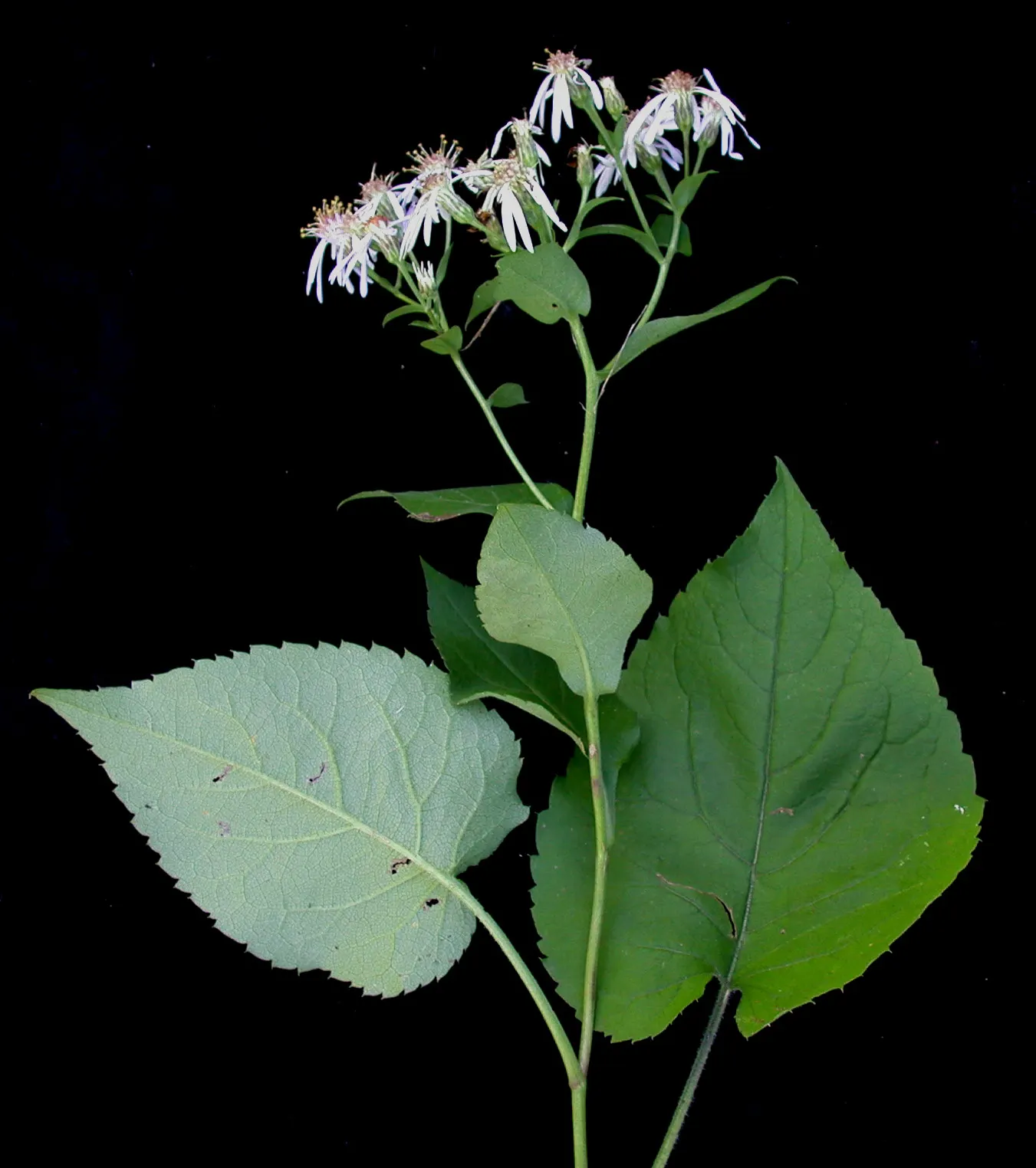 Big Leaf Aster (Aster Macrophyllus) — typically from August to September; offering a groundcover option and autumn interest
