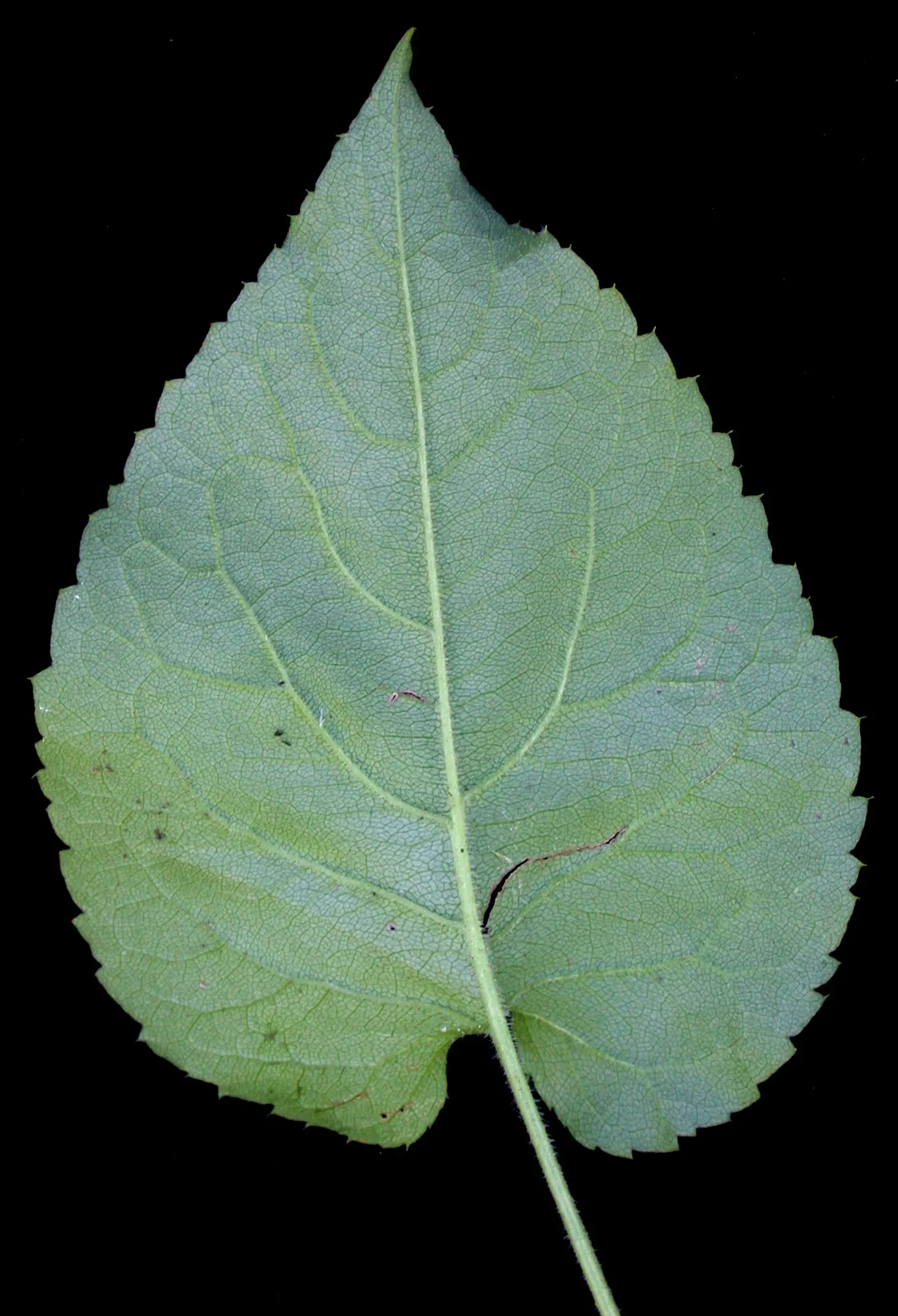 Big Leaf Aster (Aster Macrophyllus) — With heart-shaped leaves up to 8 inches wide; this shade-tolerant aster is recognized by its sizable, image 50