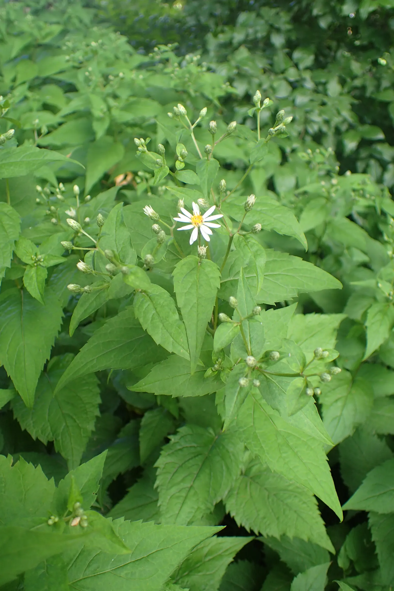 Big Leaf Aster (Aster Macrophyllus) — this woodland aster features lavender-blue flowers spanning 1-2 inches across; it's hardy in USDA zones 3 to 8, image 51