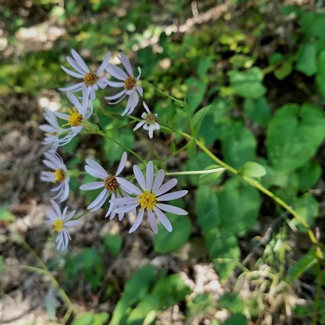 Big Leaf Aster (Aster Macrophyllus) — which can span up to 8 inches in width; commonly referred to as Large-leaved Aster or Aster macrophyllus, image 60