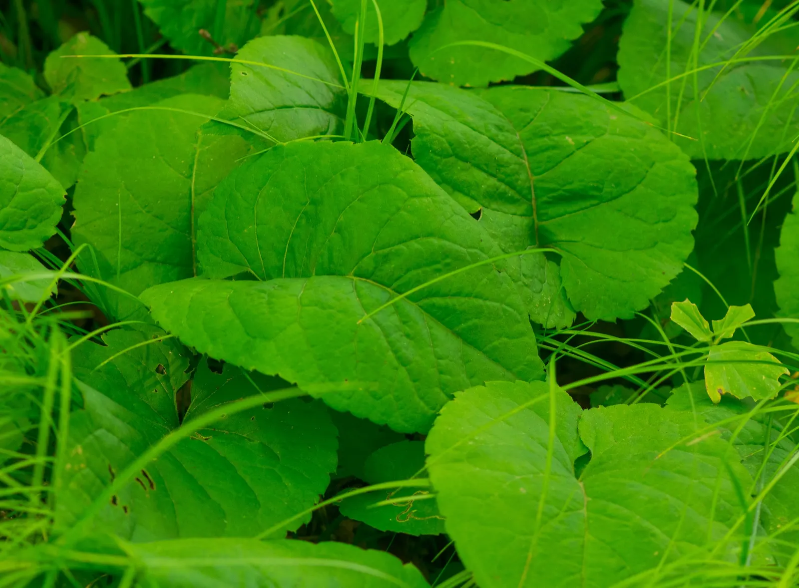Big Leaf Aster (Aster Macrophyllus) — With heart-shaped leaves up to 8 inches wide