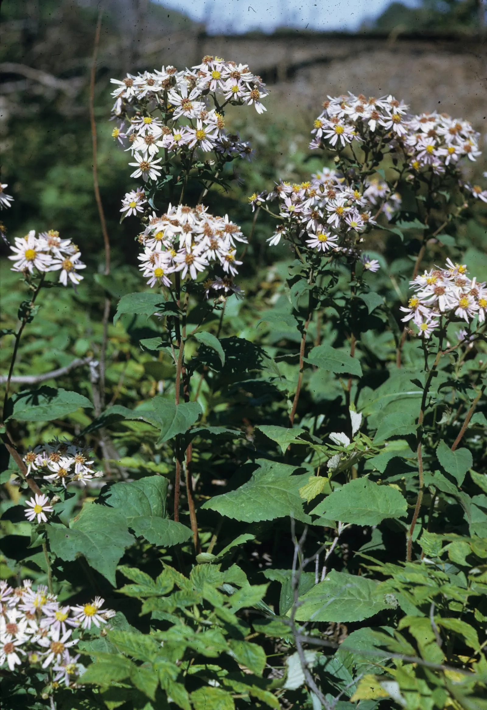 Big Leaf Aster (Aster Macrophyllus) — typically from August to September; offering a groundcover option and autumn interest, image 63