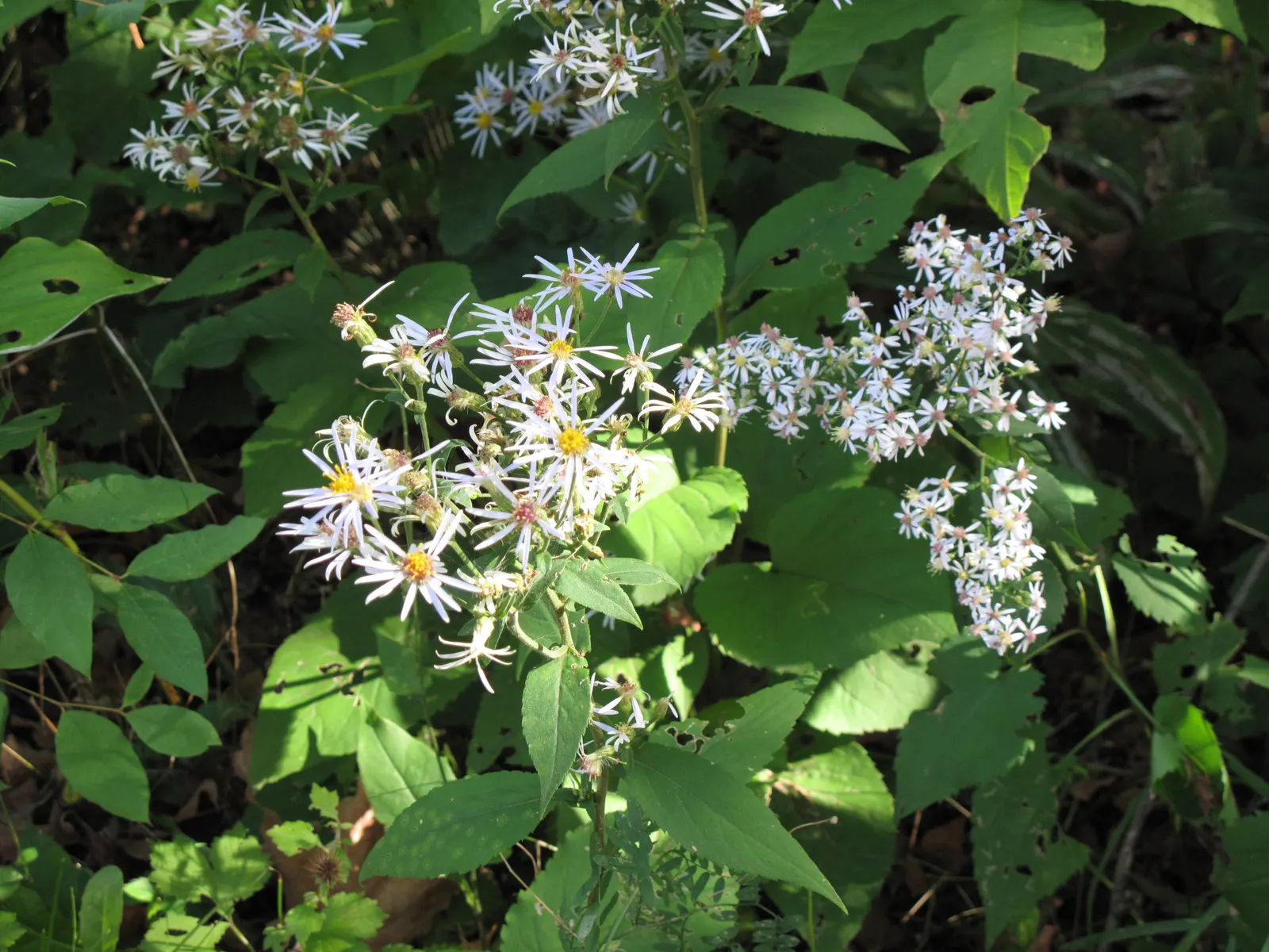 Big Leaf Aster (Aster Macrophyllus) — Attracts butterflies and supports pollinators in naturalistic or woodland garden settings