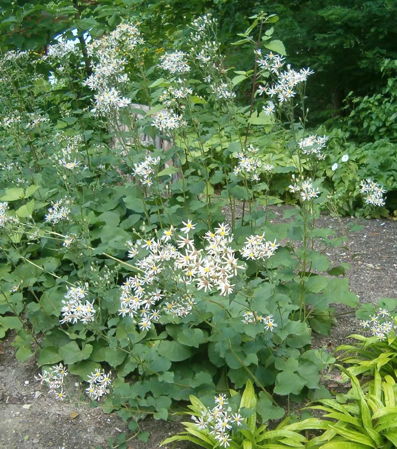 Big Leaf Aster (Aster Macrophyllus) — Big Leaf Aster (Aster macrophyllus) is a North American native perennial, thriving in USDA zones 3-8; blooming late