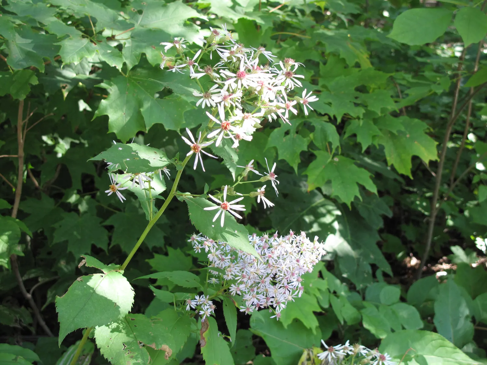 Big Leaf Aster (Aster Macrophyllus) — Big Leaf Aster forms an excellent ground cover in shady woodland gardens; lavender-to-blue flowers measuring, image 64