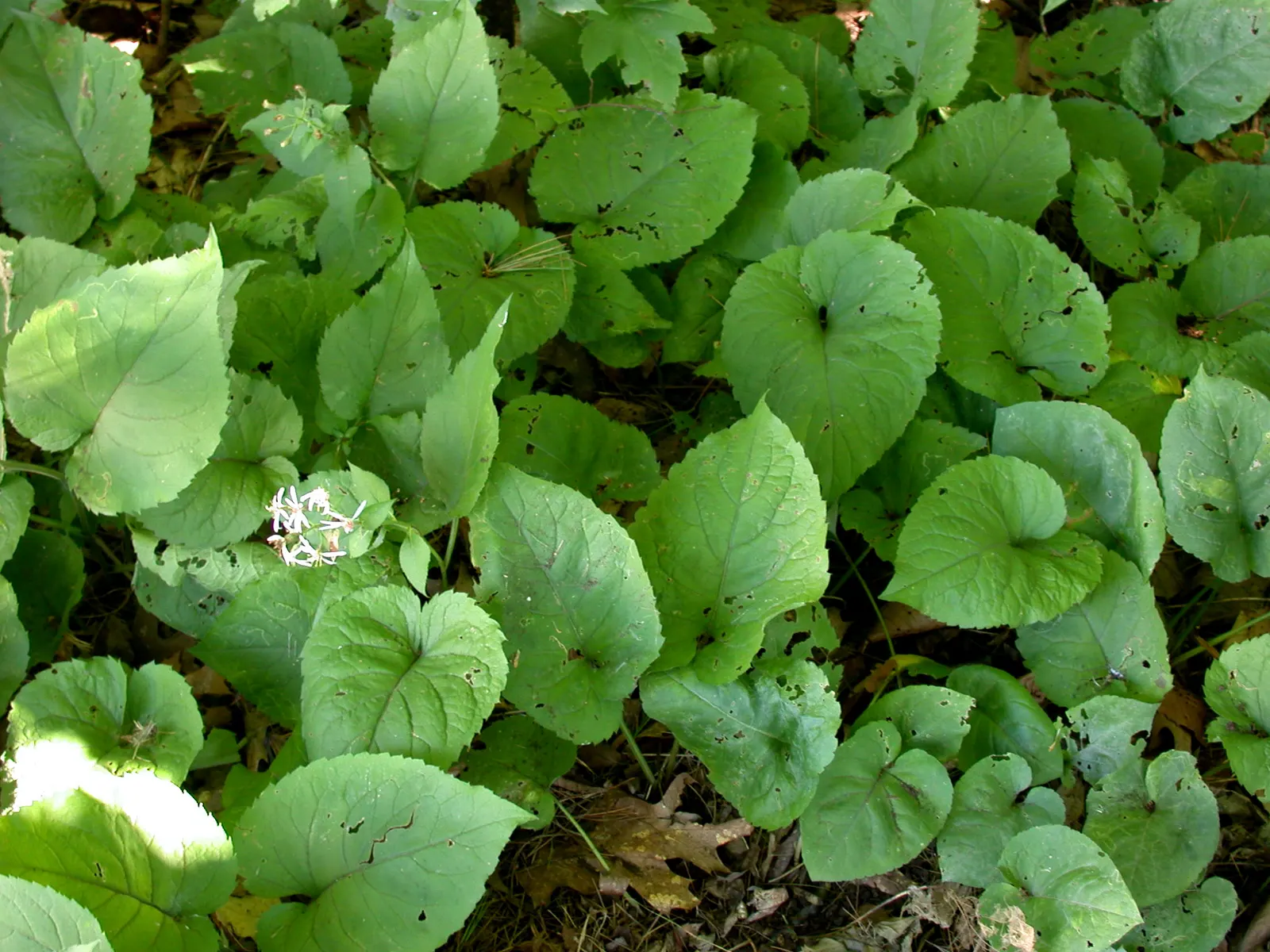 Big Leaf Aster (Aster Macrophyllus) — Attracts butterflies and supports pollinators in naturalistic or woodland garden settings; white flowers in, image 55