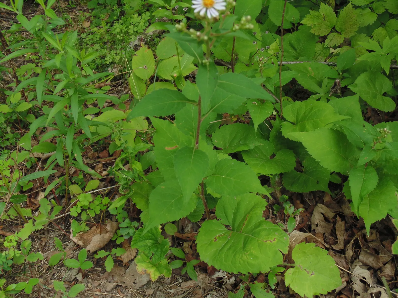 Big Leaf Aster (Aster Macrophyllus) — commonly referred to as Large-leaved Aster or Aster macrophyllus; which can span up to 8 inches in width, image 57