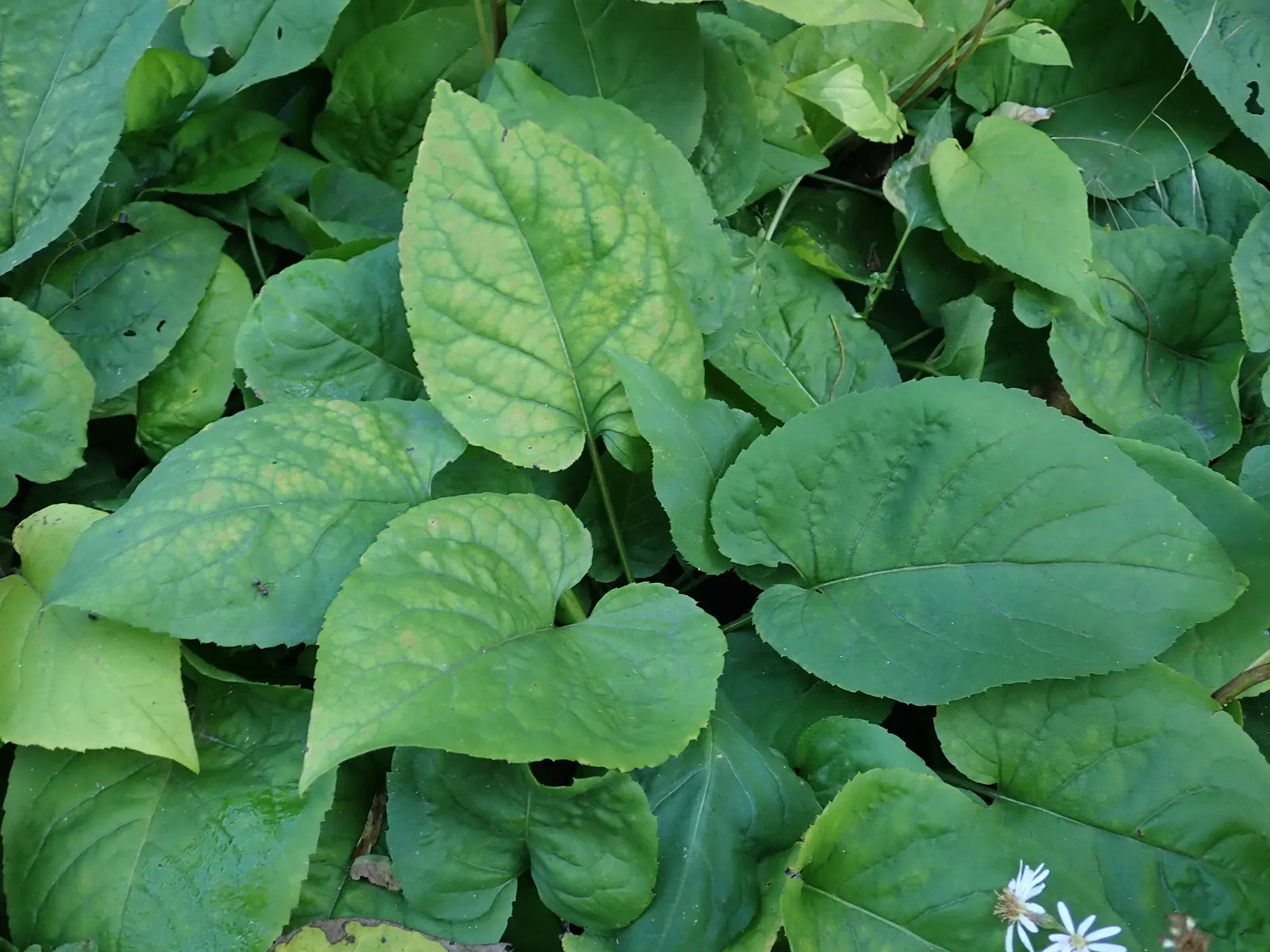 Big Leaf Aster (Aster Macrophyllus) — It prefers moist, well-drained soil with high organic content, thriving in part-shade to full-shade, image 65