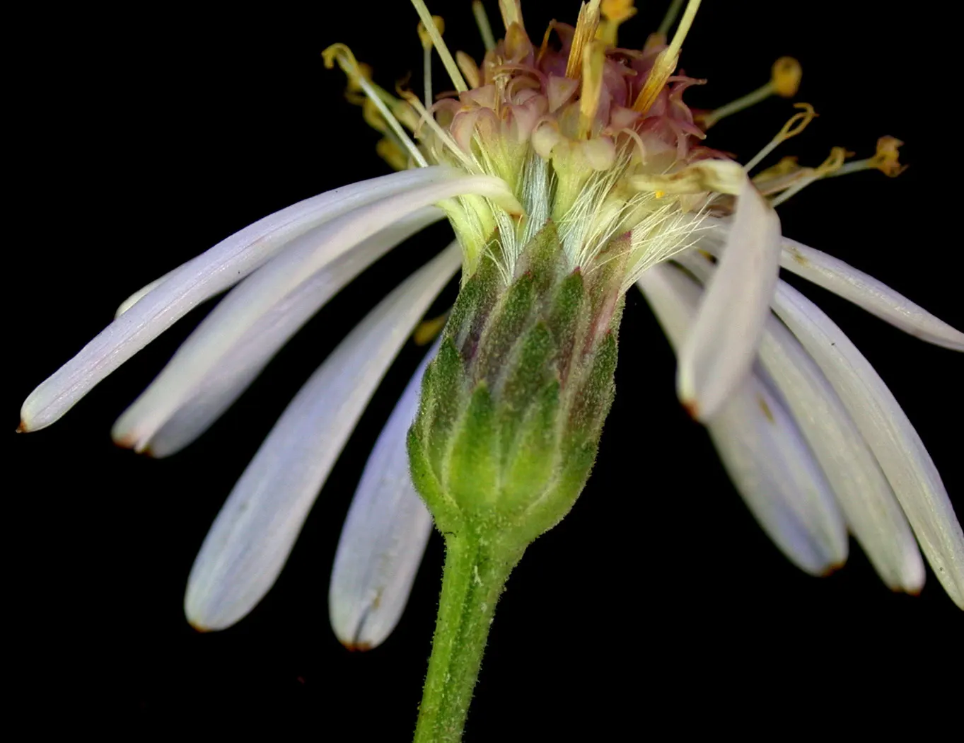 Big Leaf Aster (Aster Macrophyllus) — typically from August to September