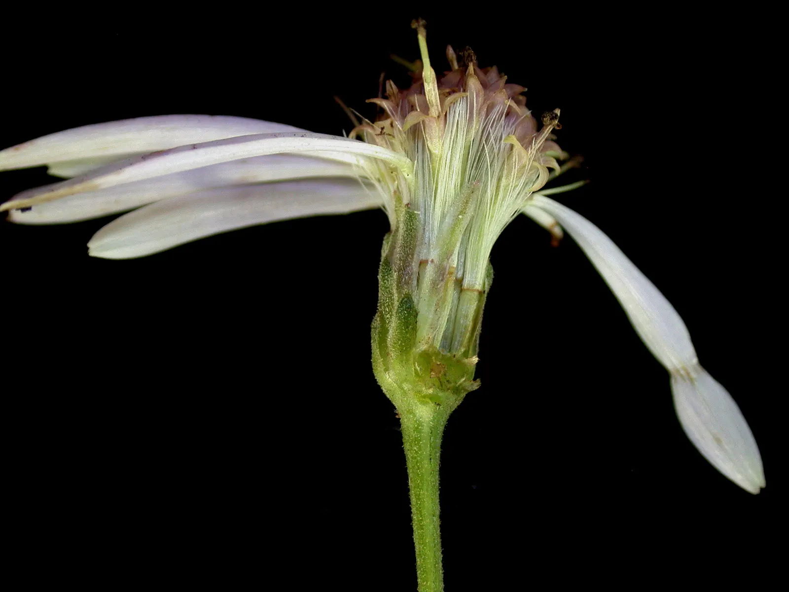 Big Leaf Aster (Aster Macrophyllus) — Big Leaf Aster (Aster macrophyllus) is a North American native perennial, thriving in USDA zones 3-8