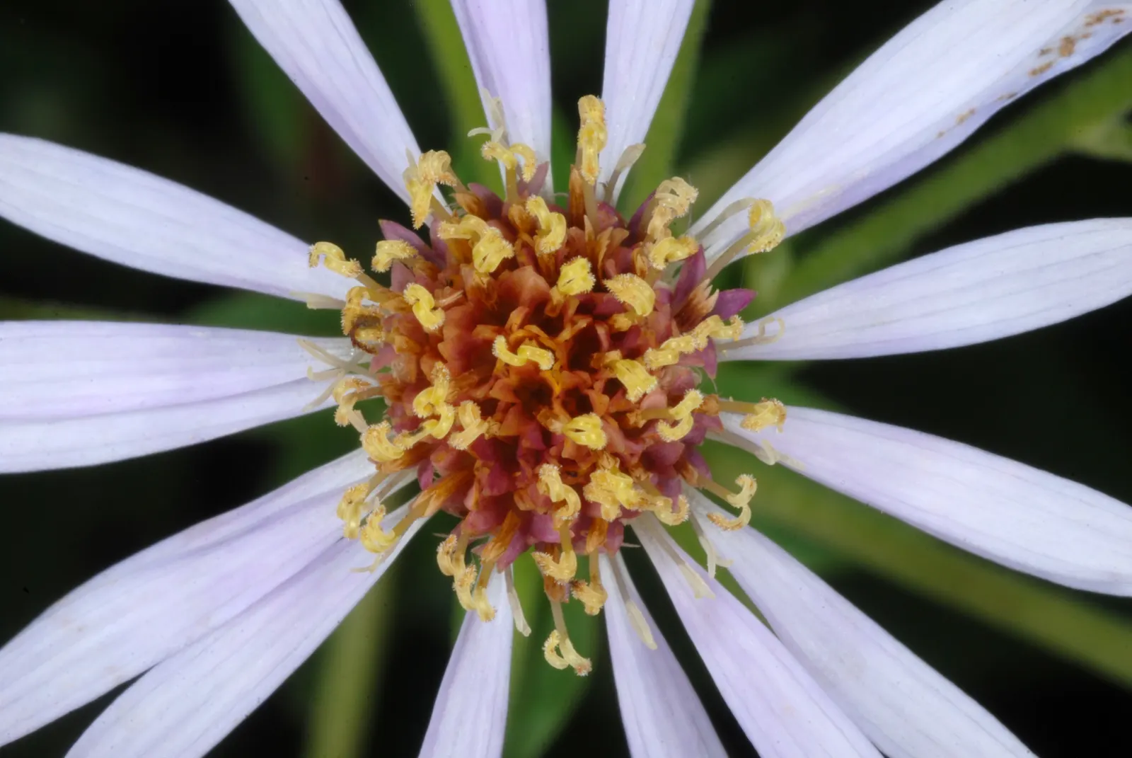 Big Leaf Aster (Aster Macrophyllus) — The Big Leaf Aster (Symphyotrichum macrophyllum); growing 1-3 feet tall with a similar spread, image 56