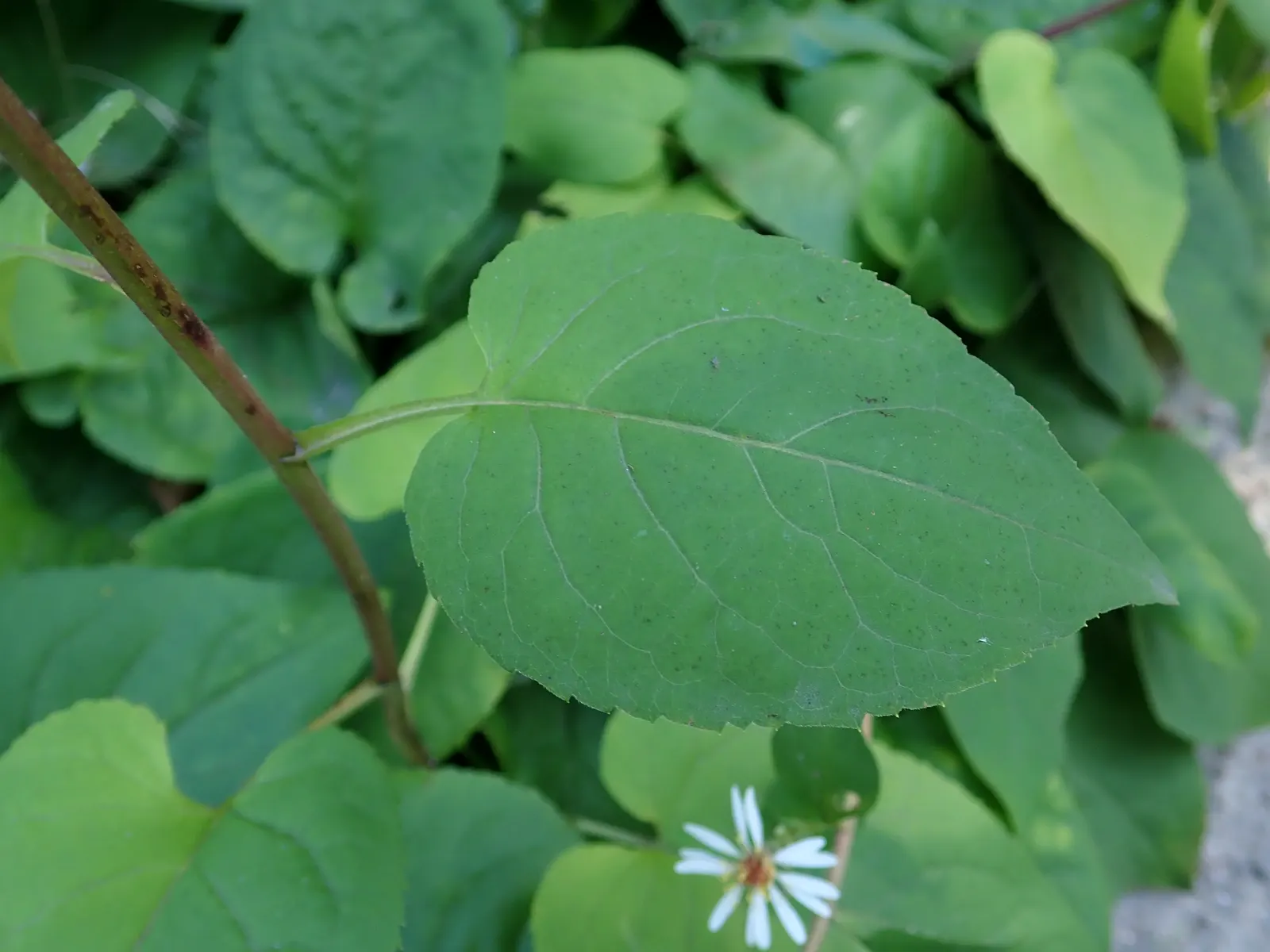 Big Leaf Aster (Aster Macrophyllus) — and other shade-loving plants