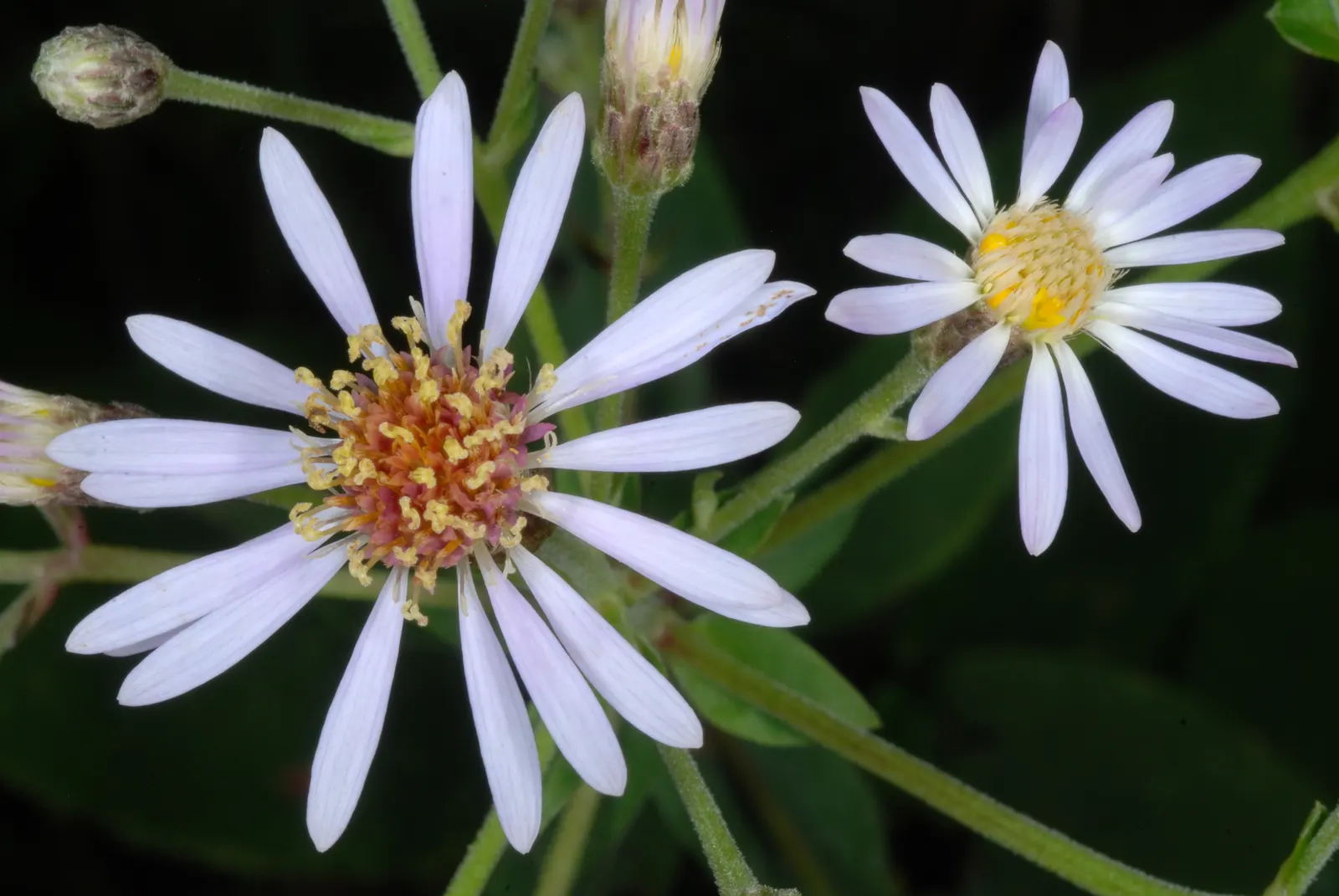 Big Leaf Aster (Aster Macrophyllus) — It prefers moist, well-drained soil with high organic content, thriving in part-shade to full-shade conditions