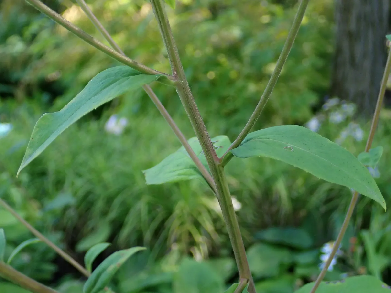 Big Leaf Aster (Aster Macrophyllus) — The bloom period occurs in late summer to fall