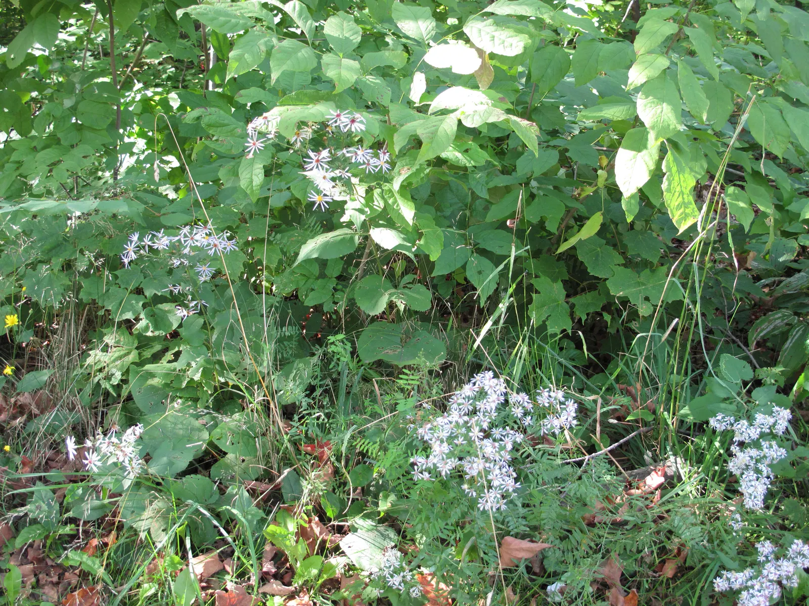 Big Leaf Aster (Aster Macrophyllus) — perennial for half or shade