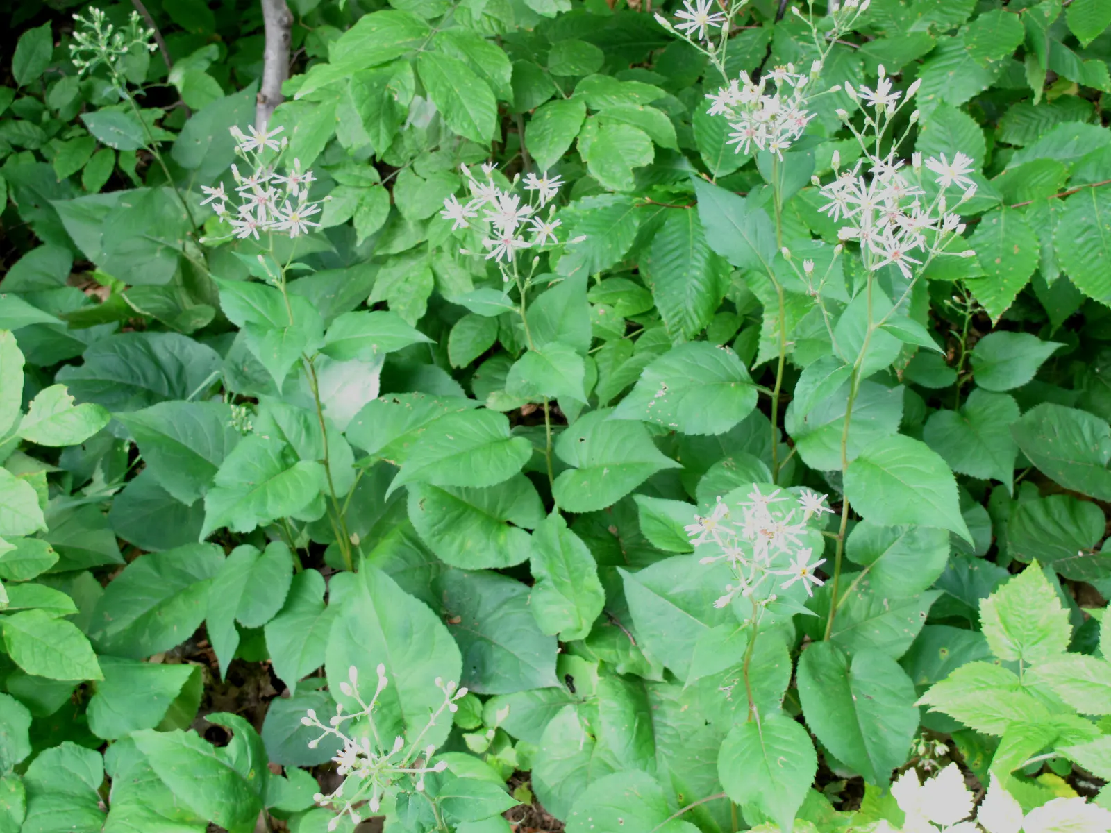 Big Leaf Aster (Aster Macrophyllus) — offering a groundcover option and autumn interest; typically from August to September, image 54